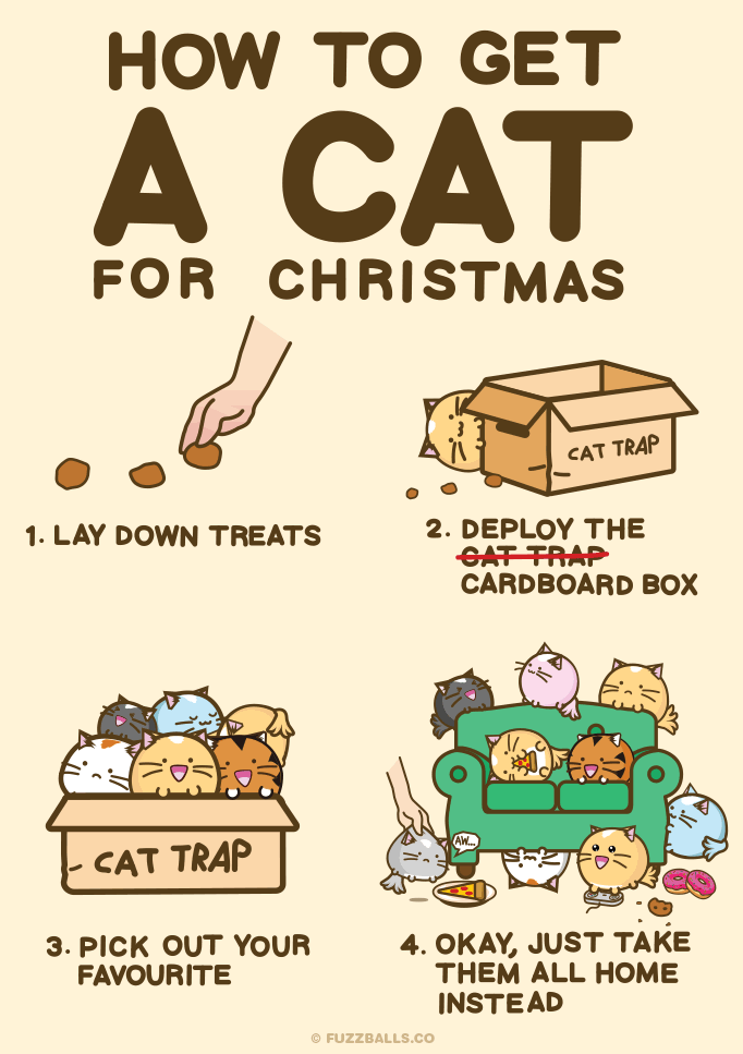 How to get a cat for christmas