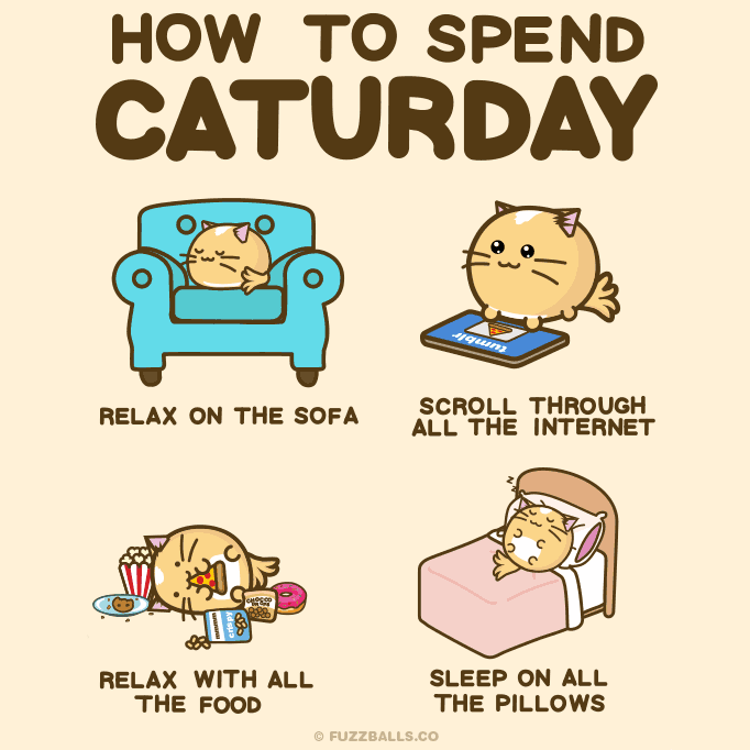 How to spend Caturday